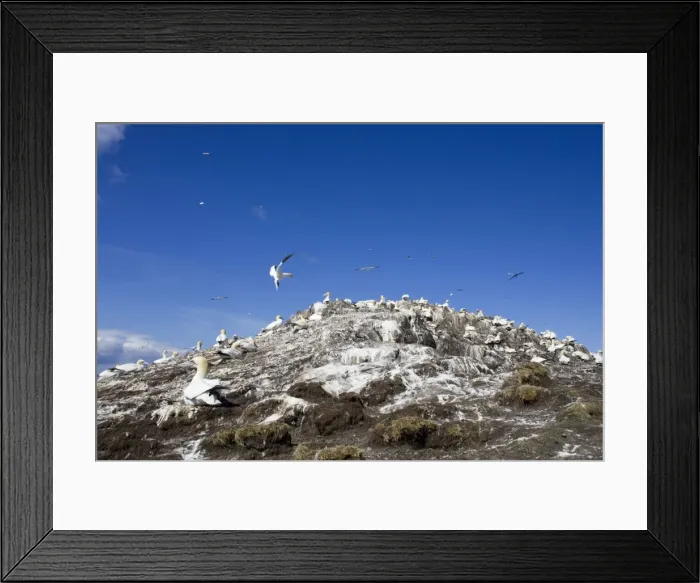 Framed Print : Northern Gannet Wide view of Nesting colony. Bass Rock, Scotland Framed Print : Northern Gannet Wide view of Nesting colony. Bass Rock, Scotland