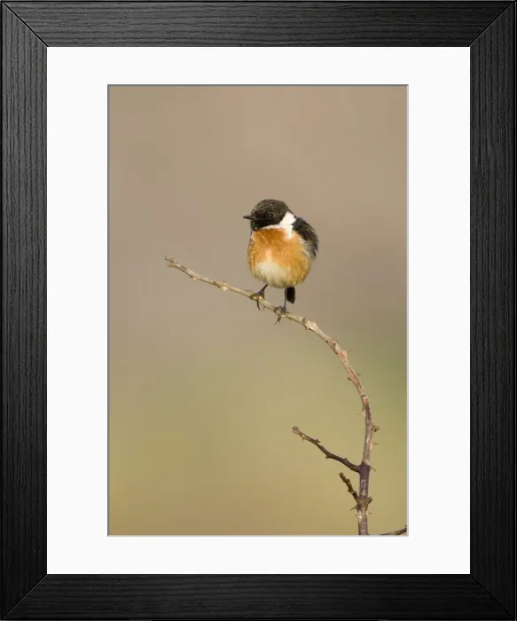 Framed Print : (Common) Stonechat Male in summer plumage, perched on a vantage point for finding insects. Cleveland. UK Framed Print : (Common) Stonechat Male in summer plumage, perched on a vantage point for finding insects. Cleveland. UK
