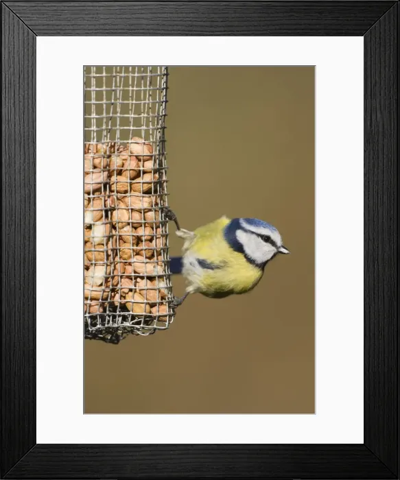 Framed Print : Blue Tit Face on portrait, perched on bramble. Cleveland, UK Framed Print : Blue Tit Face on portrait, perched on bramble. Cleveland, UK
