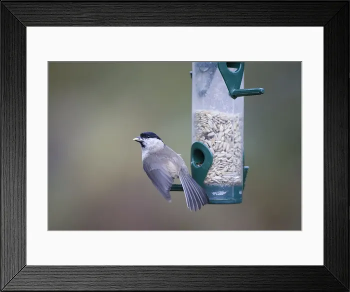 Framed Print : Marsh Tit Taking sunflower seeds from garden feeder. Cleveland, UK Framed Print : Marsh Tit Taking sunflower seeds from garden feeder. Cleveland, UK