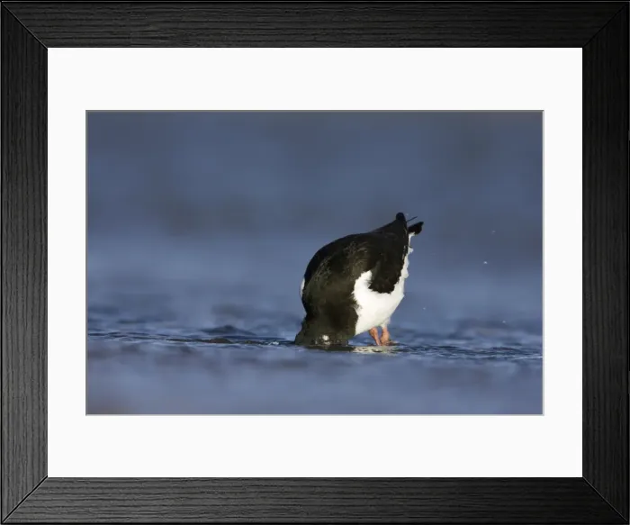 Framed Print : (Eurasian) Oystercatcher Feeding with head submerged under water. South Gare, Cleveland. UK Framed Print : (Eurasian) Oystercatcher Feeding with head submerged under water. South Gare, Cleveland. UK