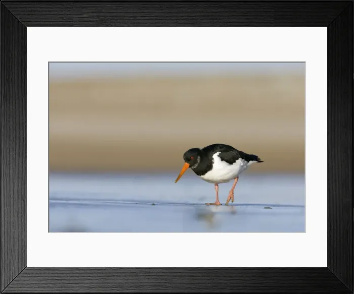 Framed Print : (Eurasian) Oystercatcher Walking across tidal mudflats and sand in winter. South Gare, Cleveland. UK Framed Print : (Eurasian) Oystercatcher Walking across tidal mudflats and sand in winter. South Gare, Cleveland. UK