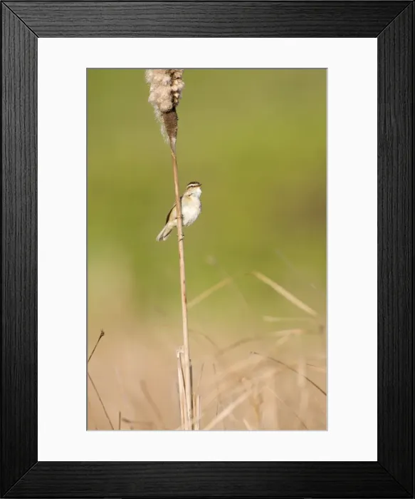 Framed Print : Sedge Warbler Perched on the stem of a bullrush singing. Cleveland. UK Framed Print : Sedge Warbler Perched on the stem of a bullrush singing. Cleveland. UK
