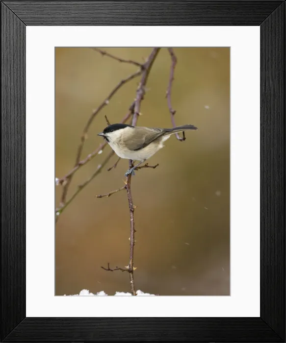 Framed Print : Marsh Tit In snow flurry. Cleveland, UK Framed Print : Marsh Tit In snow flurry. Cleveland, UK