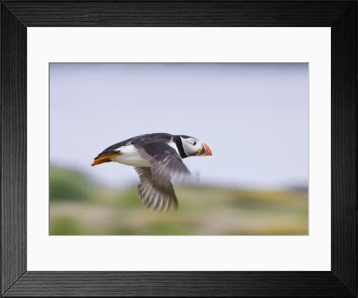 Framed Print : Atlantic Puffin In-flight Inner Farne Island, Northumberland. England. UK Framed Print : Atlantic Puffin In-flight Inner Farne Island, Northumberland. England. UK