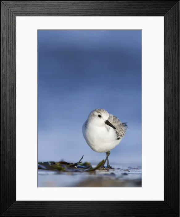 Framed Print : Sanderling Face on portrait. South Gare, Cleveland. UK Framed Print : Sanderling Face on portrait. South Gare, Cleveland. UK