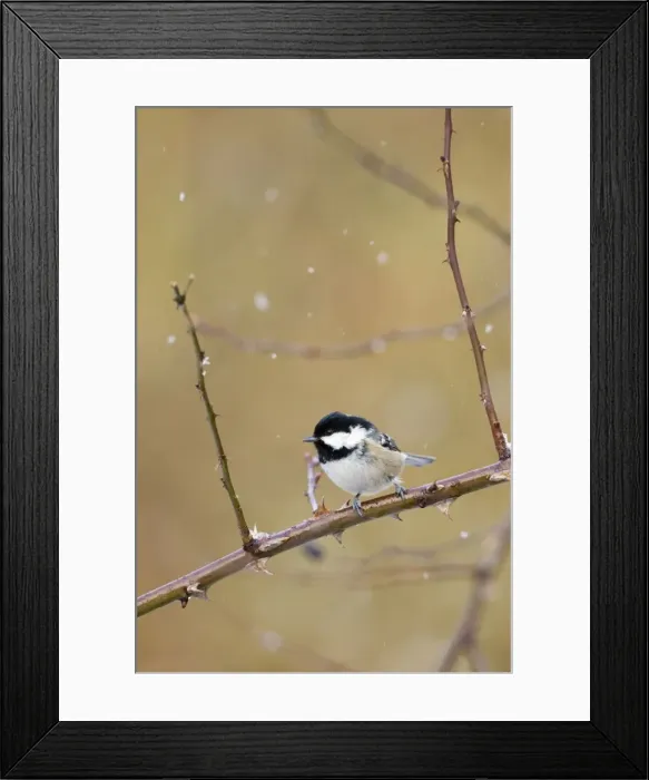 Framed Print : Coal Tit Perched on bramble in a snow flurry. Cleveland, UK Framed Print : Coal Tit Perched on bramble in a snow flurry. Cleveland, UK