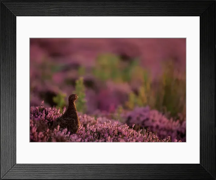 Framed Print : Female Red Grouse Bird looking over it's habitat showing heather in full flower. Bransdale, North Yorks, UK Framed Print : Female Red Grouse Bird looking over it's habitat showing heather in full flower. Bransdale, North Yorks, UK