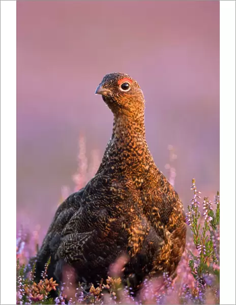 Red Grouse In Pink and purple heather. North Yorkshire. UK