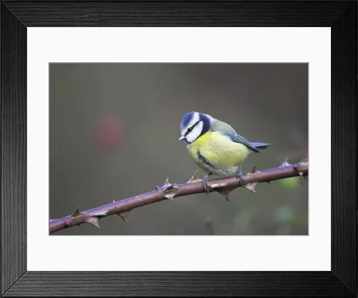 Framed Print : Blue Tit Perched on bramble stem. Cleveland, England, UK Framed Print : Blue Tit Perched on bramble stem. Cleveland, England, UK