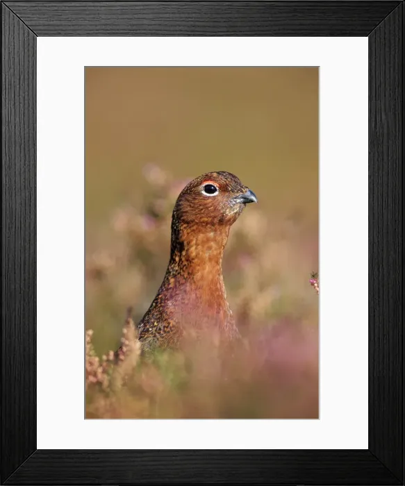 Framed Print : Female Red Grouse Close-up of head peering from among heather in flower. Bransdale, North Yorks, UK Framed Print : Female Red Grouse Close-up of head peering from among heather in flower. Bransdale, North Yorks, UK