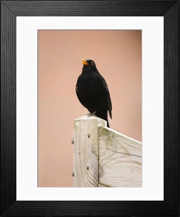 Framed Print : Common Blackbird Male singing from fencepost Cleveland, England, UK Framed Print : Common Blackbird Male singing from fencepost Cleveland, England, UK