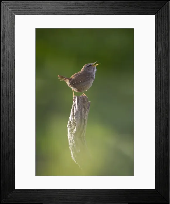 Framed Print : Wren. Back-lit, early morning with the birds breath visible as it sings. Cleveland. England. UK Framed Print : Wren. Back-lit, early morning with the birds breath visible as it sings. Cleveland. England. UK