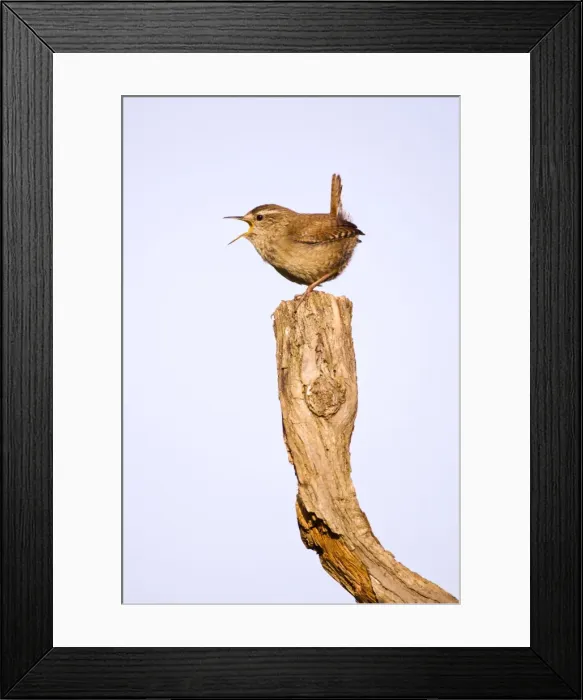 Framed Print : Wren Singing Cleveland, England. UK Framed Print : Wren Singing Cleveland, England. UK