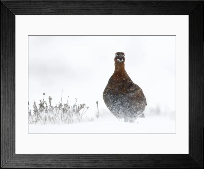 Framed Print : Red Grouse In snow storm. North Yorkshire. England, UK Framed Print : Red Grouse In snow storm. North Yorkshire. England, UK