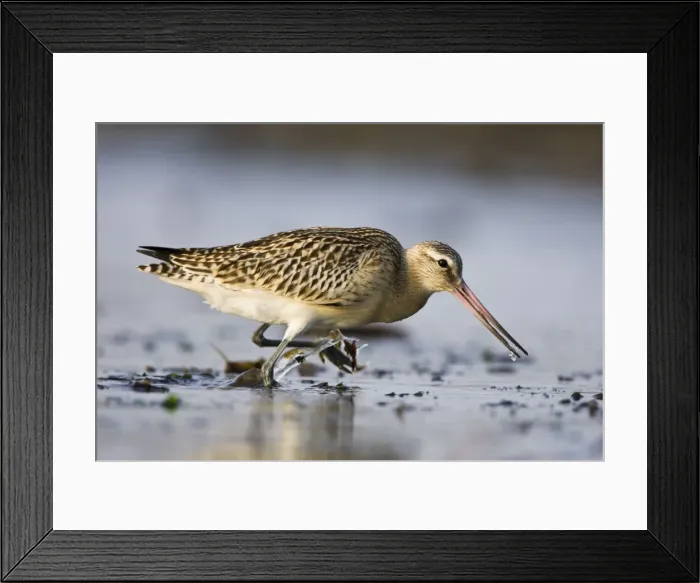 Framed Print : Bar-Tailed Godwit. In winter. South Gare, Cleveland, England, UK Framed Print : Bar-Tailed Godwit. In winter. South Gare, Cleveland, England, UK