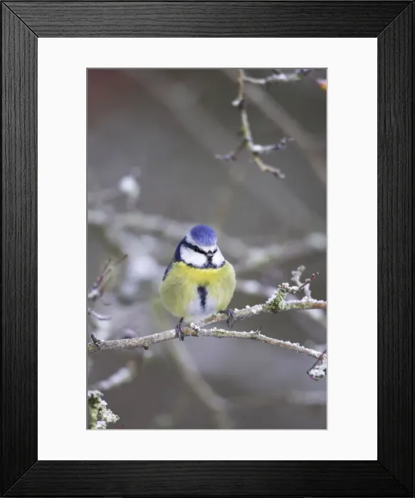 Framed Print : Blue Tit in frosty bush Cleveland, England, UK