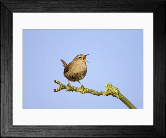Framed Print : Wren Singing Cleveland, England. UK Framed Print : Wren Singing Cleveland, England. UK