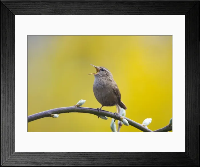 Framed Print : Wren. Singing. Cleveland. England. UK Framed Print : Wren. Singing. Cleveland. England. UK
