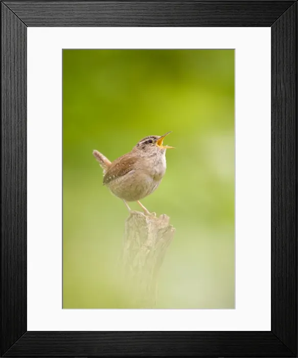 Framed Print : Wren. Singing. Cleveland. England. UK Framed Print : Wren. Singing. Cleveland. England. UK