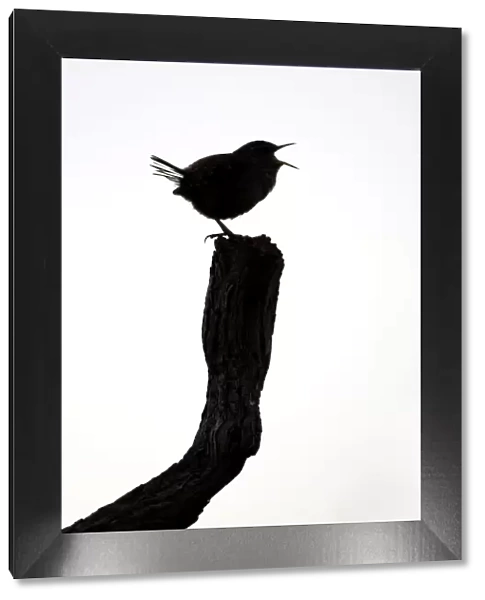 Wren. Silhouette of singing bird. Cleveland, England. UK