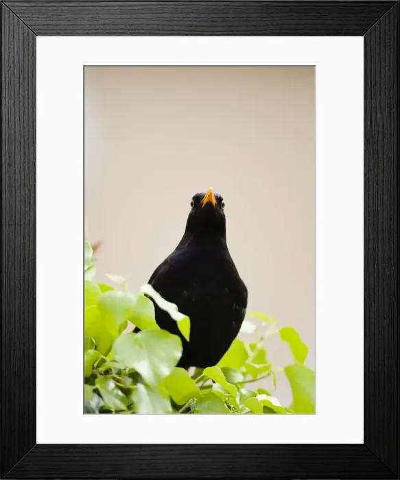Framed Print : Common Blackbird Male standing among ivy. Face-on view of both eyes. Cleveland, England, UK Framed Print : Common Blackbird Male standing among ivy. Face-on view of both eyes. Cleveland, England, UK