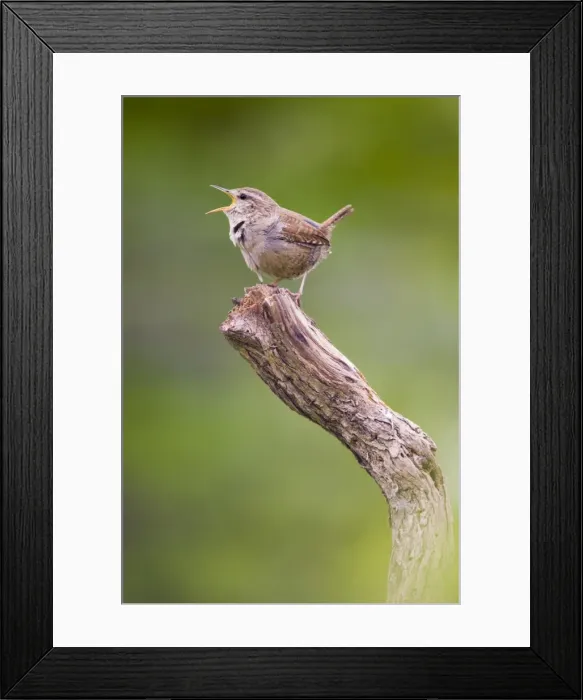 Framed Print : Wren. Singing. Cleveland. England. UK Framed Print : Wren. Singing. Cleveland. England. UK