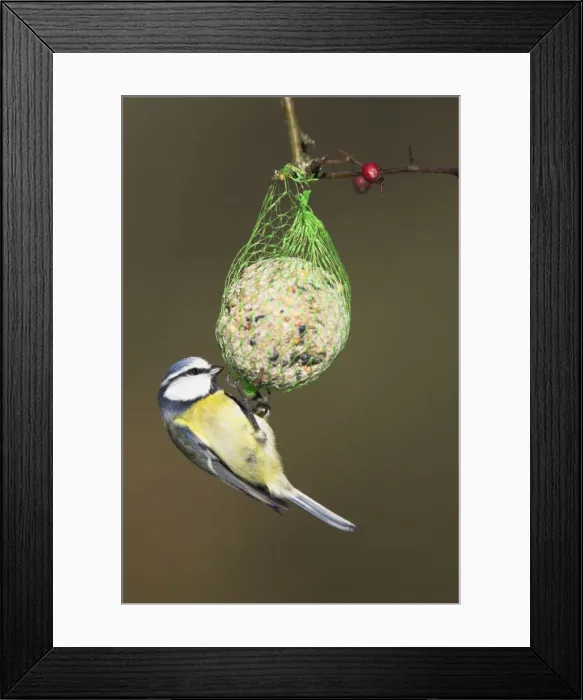 Framed Print : Blue Tit. Feeding on a fat ball. Cleveland, England, UK Framed Print : Blue Tit. Feeding on a fat ball. Cleveland, England, UK