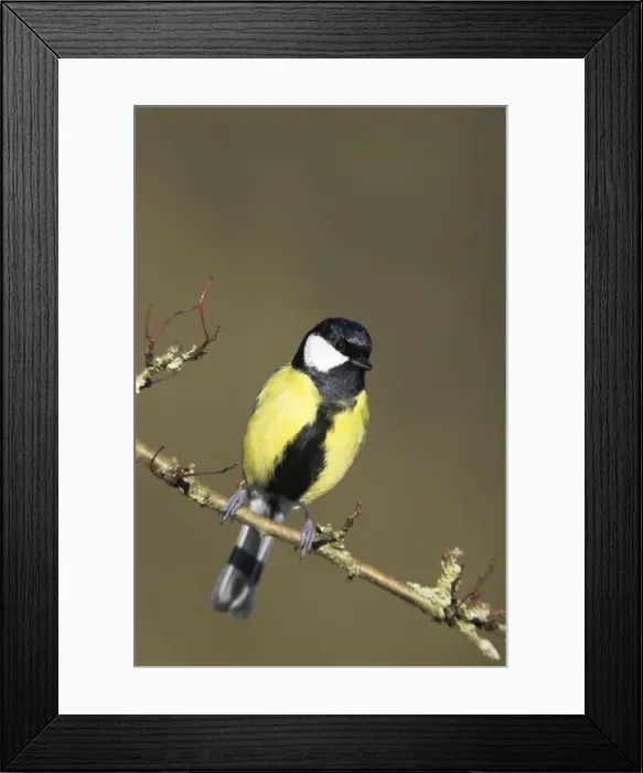 Framed Print : Great Tit. Male perched in hawthorne Cleveland, England, UK