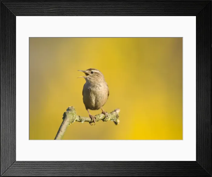 Framed Print : Wren. Singing. Cleveland. England. UK Framed Print : Wren. Singing. Cleveland. England. UK