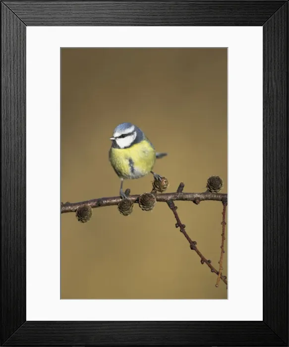 Framed Print : Blue Tit On conifer branch Cleveland, England, UK Framed Print : Blue Tit On conifer branch Cleveland, England, UK