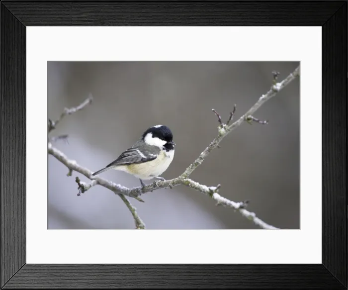 Framed Print : Coal Tit. In winter Cleveland, England. UK Framed Print : Coal Tit. In winter Cleveland, England. UK