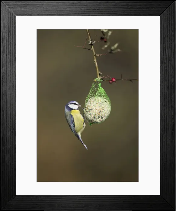 Framed Print : Blue Tit On fat ball feeder in winter. Cleveland, England, UK Framed Print : Blue Tit On fat ball feeder in winter. Cleveland, England, UK