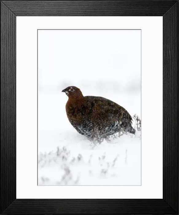 Framed Print : Red Grouse In snow storm. North Yorkshire. England, UK Framed Print : Red Grouse In snow storm. North Yorkshire. England, UK