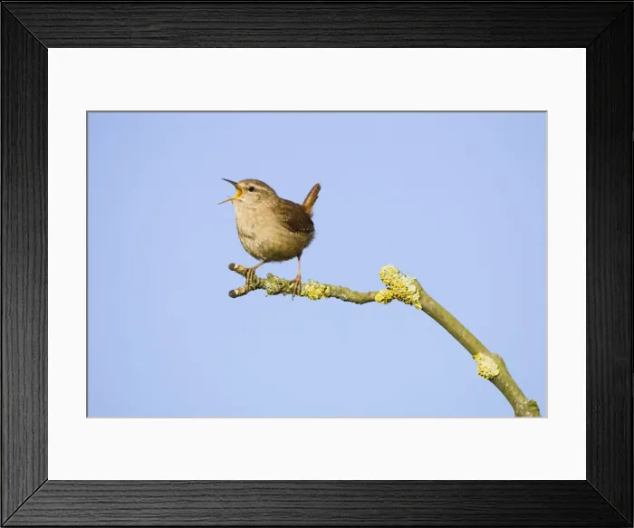 Framed Print : Wren. Singing. Cleveland. England. UK Framed Print : Wren. Singing. Cleveland. England. UK