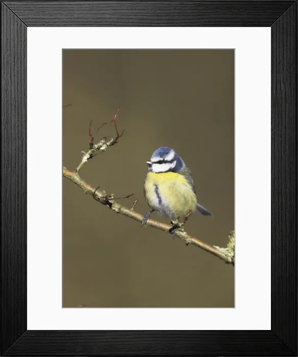 Framed Print : Blue Tit In hawthorne bush. Cleveland, England, UK Framed Print : Blue Tit In hawthorne bush. Cleveland, England, UK