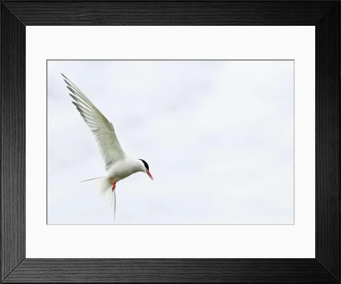 Framed Print : Arctic Tern In flight above nest site Inner Farne Island, Northumberland. England. UK Framed Print : Arctic Tern In flight above nest site Inner Farne Island, Northumberland. England. UK