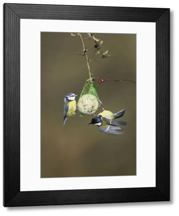 Framed Print : Blue Tit with Great Tit (Parus major) On fat ball feeder Cleveland, England, UK Framed Print : Blue Tit with Great Tit (Parus major) On fat ball feeder Cleveland, England, UK