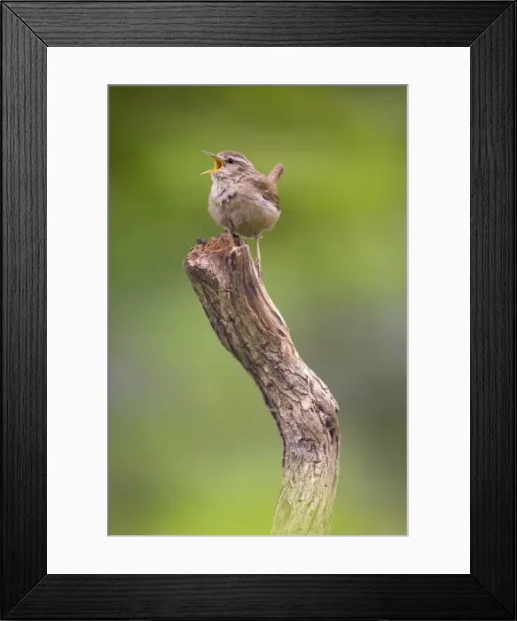 Framed Print : Wren. Singing. Cleveland. England. UK Framed Print : Wren. Singing. Cleveland. England. UK