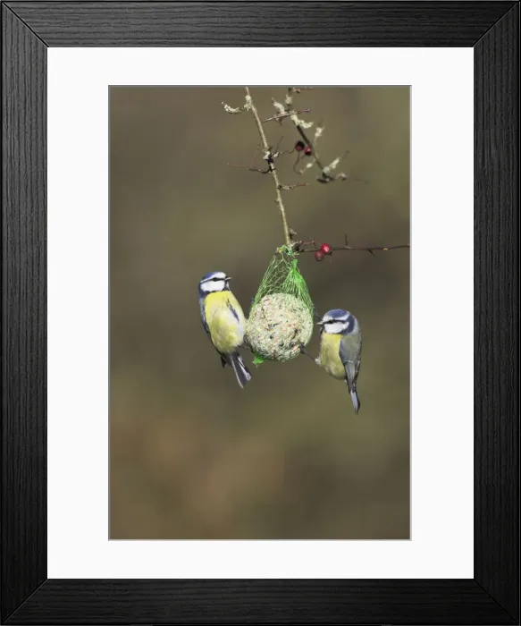 Framed Print : Blue Tits On fat ball feeder. Cleveland, England, UK Framed Print : Blue Tits On fat ball feeder. Cleveland, England, UK