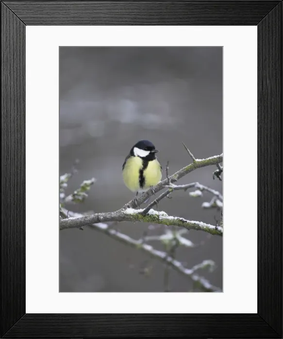 Framed Print : Great Tit. Female perched in frost covered hawthorne. Cleveland, England, UK