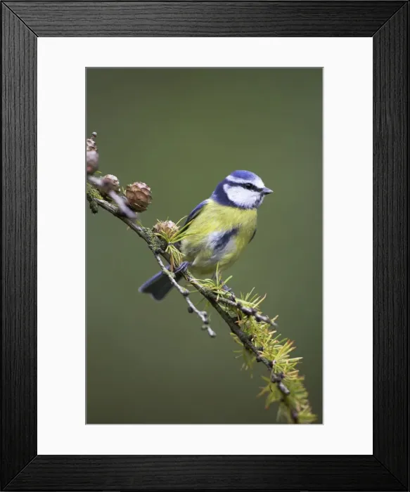 Framed Print : Blue Tit Perched on conifer branch. Cleveland, England, UK Framed Print : Blue Tit Perched on conifer branch. Cleveland, England, UK