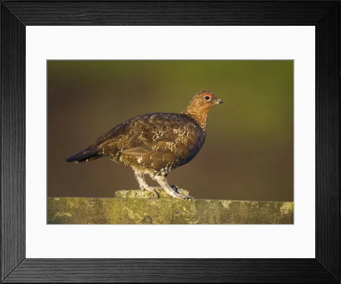 Framed Print : Red Grouse Walking on the fence. North Yorkshire. England, UK Framed Print : Red Grouse Walking on the fence. North Yorkshire. England, UK