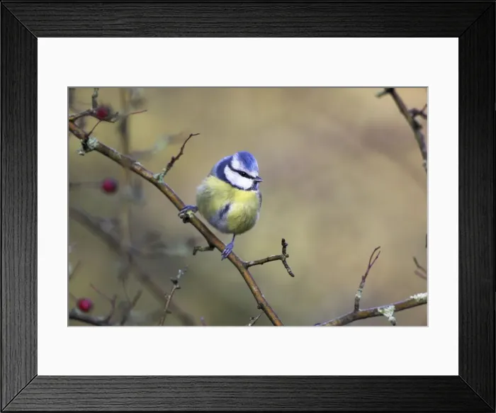 Framed Print : Blue Tit In hawthorne bush. Cleveland, England, UK