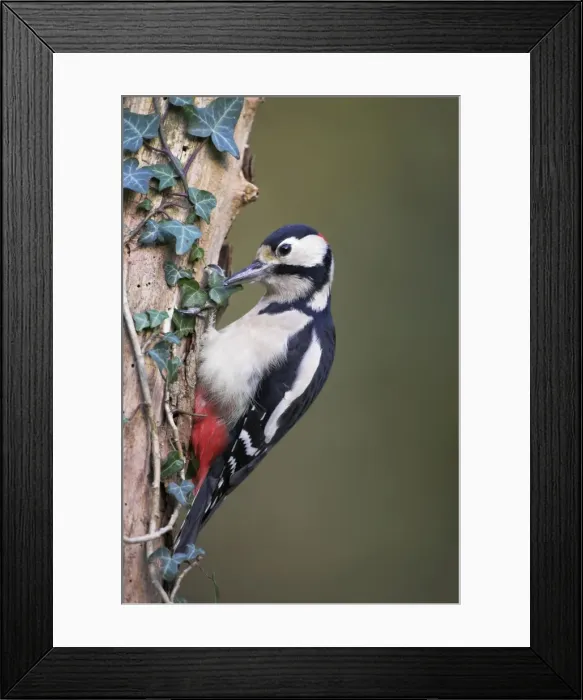 Framed Print : Great Spotted Woodpecker Perched on ivy covered dead tree stump Cleveland, England, UK Framed Print : Great Spotted Woodpecker Perched on ivy covered dead tree stump Cleveland, England, UK