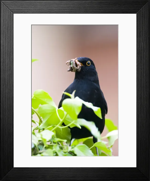 Framed Print : Blackbird Maleon fencepost with red brick house in background. Beak full of earthworms Cleveland, England, UK Framed Print : Blackbird Maleon fencepost with red brick house in background. Beak full of earthworms Cleveland, England, UK
