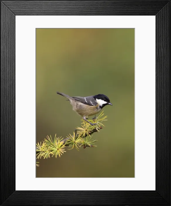 Framed Print : Coal Tit. Perched on pine cone covered conifer branch. Cleveland. England, UK Framed Print : Coal Tit. Perched on pine cone covered conifer branch. Cleveland. England, UK