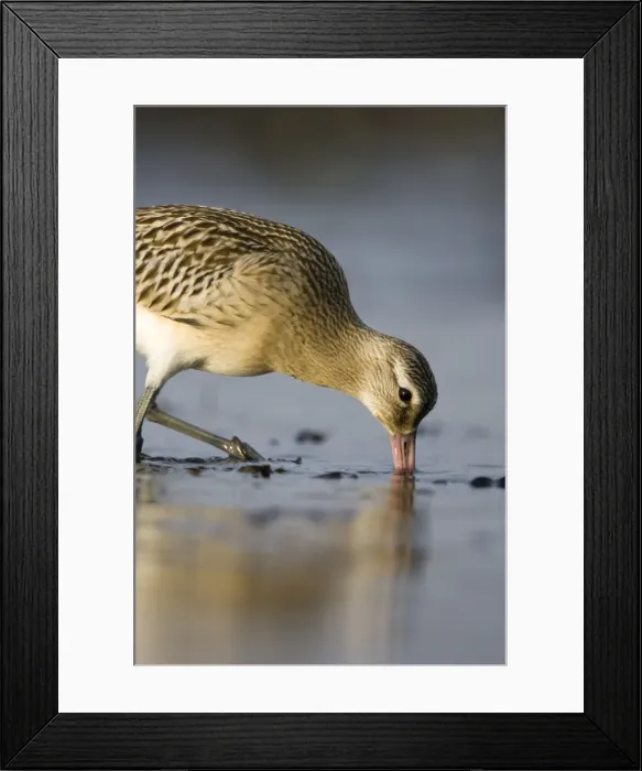 Framed Print : Bar-Tailed Godwit. Probing for food in winter. South Gare, Cleveland, England, UK Framed Print : Bar-Tailed Godwit. Probing for food in winter. South Gare, Cleveland, England, UK