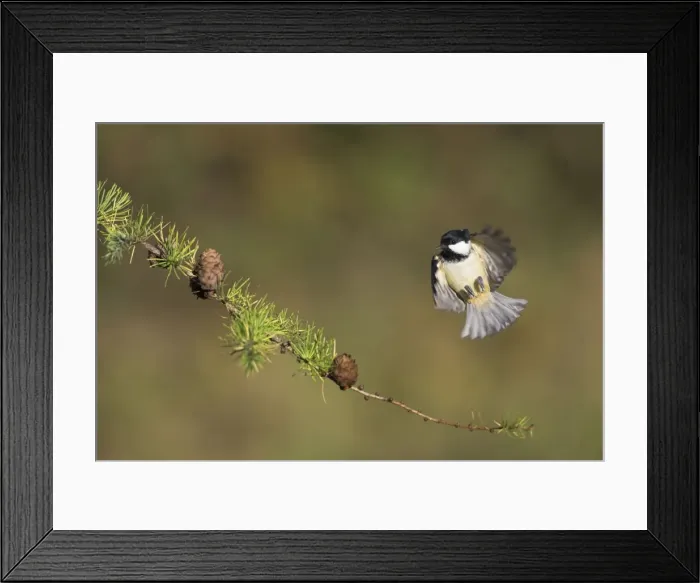 Framed Print : Coal Tit. Alighting on a pine cone covered conifer branch. Cleveland, England, UK Framed Print : Coal Tit. Alighting on a pine cone covered conifer branch. Cleveland, England, UK