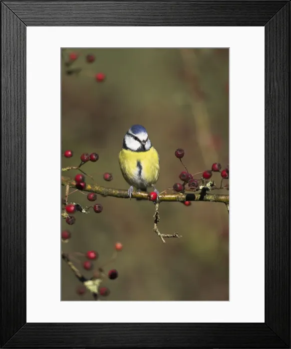 Framed Print : Blue Tit Perched in hawthorn among red berries. Cleveland, England, UK Framed Print : Blue Tit Perched in hawthorn among red berries. Cleveland, England, UK